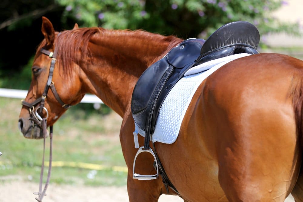 Horse wearing dressage saddle pad