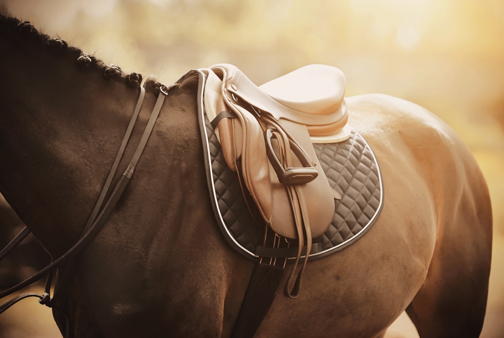 Eventing saddle for horseriding