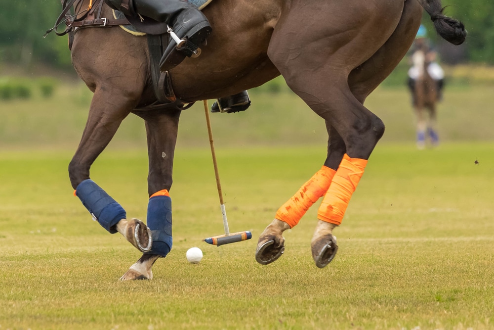 Horse polo bandages