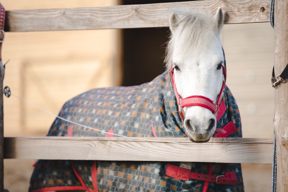 Pony wearing blanket