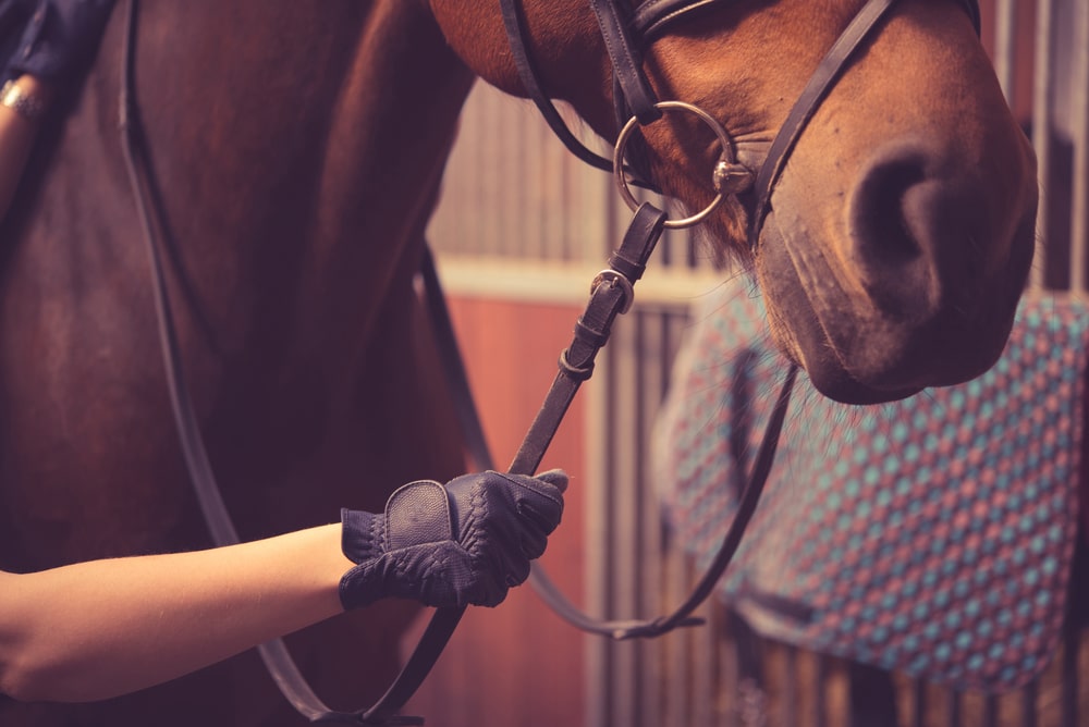 Winter horse riding gloves