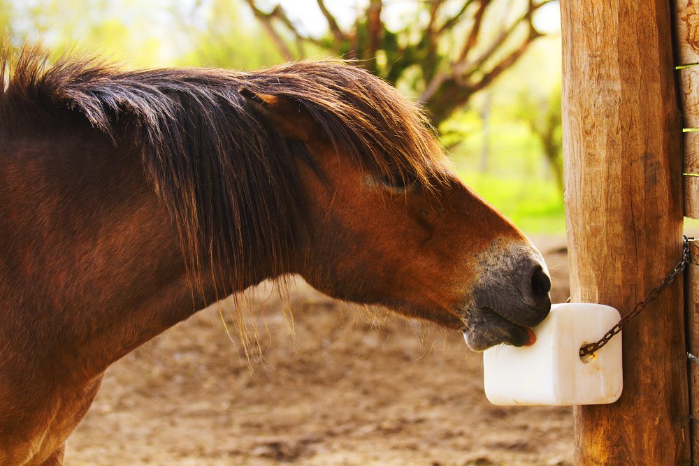 Pony eating salt lick